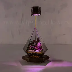 خرید تراریوم شیشه‌ای مخروطی | ارسال فوری در محل