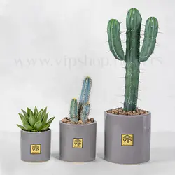 پک ساکولنت و کاکتوس به همراه گلدان شماره 2