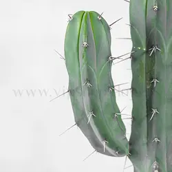 پک ساکولنت و کاکتوس به همراه گلدان شماره 2