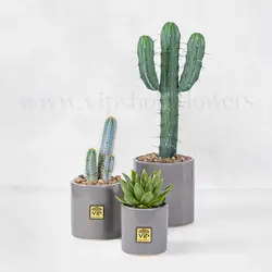 پک ساکولنت و کاکتوس به همراه گلدان شماره 2