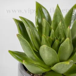 پک ساکولنت و کاکتوس به همراه گلدان شماره 2