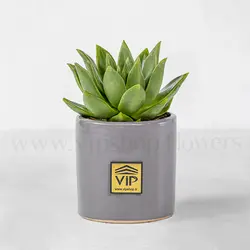 پک ساکولنت و کاکتوس به همراه گلدان شماره 2