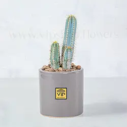 پک ساکولنت و کاکتوس به همراه گلدان شماره 2