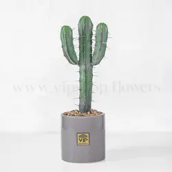 خرید کاکتوس میرتلو یا پایه آبی با کیفیت بالا