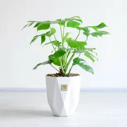 خرید و قیمت گیاه برگ انجیری تخت طبیعی با گلدان سرامیکی - VIP