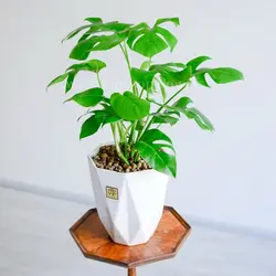 خرید و قیمت گیاه برگ انجیری تخت طبیعی با گلدان سرامیکی - VIP