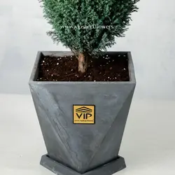 خرید و قیمت گیاه کاج الودی با گلدان شیک بتنی - VIP