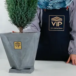 خرید و قیمت گیاه کاج الودی با گلدان شیک بتنی - VIP