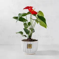خرید و قیمت گلدان آنتوریوم برای آپارتمان + ارسال فوری - VIP