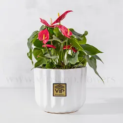 خرید و قیمت گلدان آنتوریوم برای آپارتمان + ارسال فوری - VIP