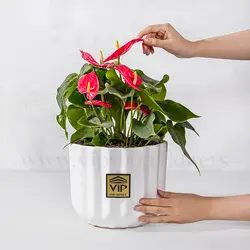 خرید و قیمت گلدان آنتوریوم برای آپارتمان + ارسال فوری - VIP