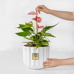 خرید و قیمت گلدان آنتوریوم برای آپارتمان + ارسال فوری - VIP