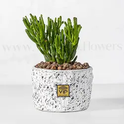 خرید و قیمت گیاه کراسولا سم اسبی با ظاهری جذاب - VIP