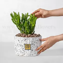 خرید و قیمت گیاه کراسولا سم اسبی با ظاهری جذاب - VIP