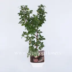 خرید و قیمت گیاه بونسای‌ آفریقایی + ارسال فوری - VIP