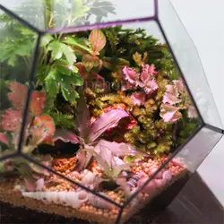 تراریوم چند ضلعی