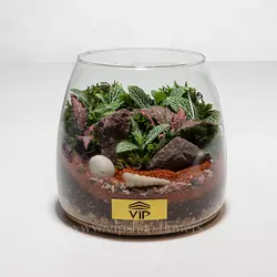 تراریوم نیمه باز و فانتزی - قیمت و خرید آنلاین