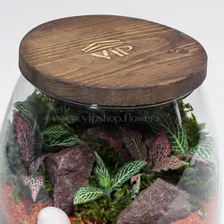 تراریوم نیمه باز و فانتزی - قیمت و خرید آنلاین