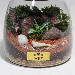 تراریوم نیمه باز و فانتزی - قیمت و خرید آنلاین