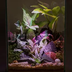 تراریوم لامپی با استند نور