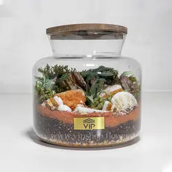 تراریوم جنگلی (جنگل کوچک در شیشه)