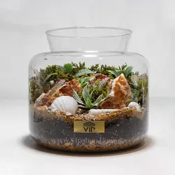 تراریوم جنگلی (جنگل کوچک در شیشه)