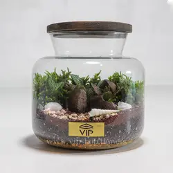 تراریوم جنگلی (جنگل کوچک در شیشه)