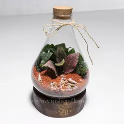 تراریوم مینیاتوری و کوچک