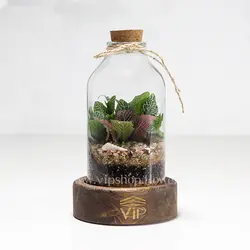 تراریوم طرح آمازون - خرید آنلاین و قیمت تراریوم چوب پنبه‌ای