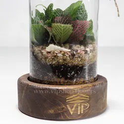 تراریوم طرح آمازون - خرید آنلاین و قیمت تراریوم چوب پنبه‌ای