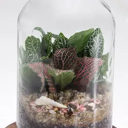 تراریوم طرح آمازون - خرید آنلاین و قیمت تراریوم چوب پنبه‌ای