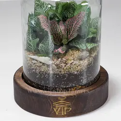 تراریوم طرح آمازون - خرید آنلاین و قیمت تراریوم چوب پنبه‌ای