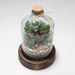 تراریوم طرح آمازون - خرید آنلاین و قیمت تراریوم چوب پنبه‌ای