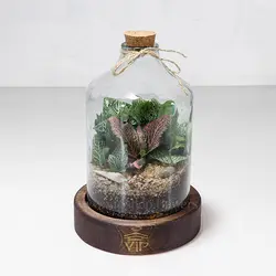 تراریوم طرح آمازون - خرید آنلاین و قیمت تراریوم چوب پنبه‌ای