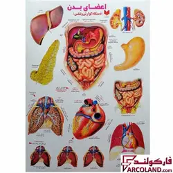 برچسب آموزشی اعضای بدن دستگاه گوارش و تنفس - فروشگاه اینترنتی فارکولند