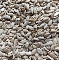 مغز تخمه آفتابگردان
