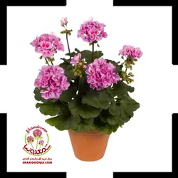 گیاه شمعدانی / شمعدونی