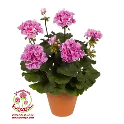 گیاه شمعدانی / شمعدونی