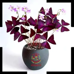 گیاه اگزالیس / اکسالیس