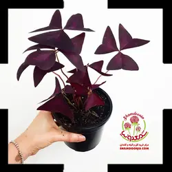 گیاه اگزالیس / اکسالیس