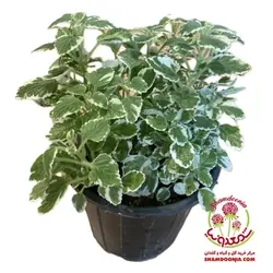 شمعدانی عطری نعنایی / شمعدونی