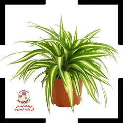 گیاه گندمی یا عنکبوتی