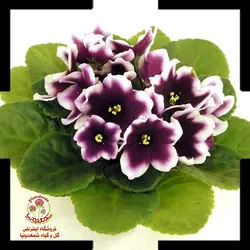 بنفشه آفریقایی  Optimara My Love