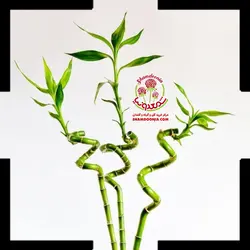 بامبو تایلندی ( دو )