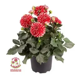 گیاه کوکب هلندی