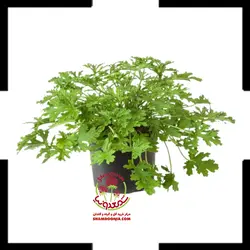 گیاه عطر چایی