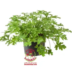 گیاه عطر چایی