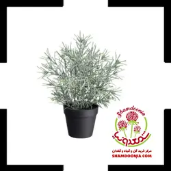 گیاه اسطوخودوس