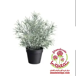 گیاه اسطوخودوس