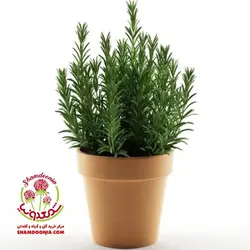 گیاه رزماری